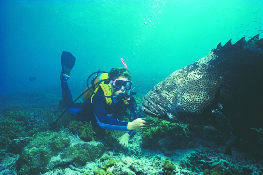 Scuba diver with potato cod on Ningaloo Marine Park (Courtesy Western Australia Tourism)