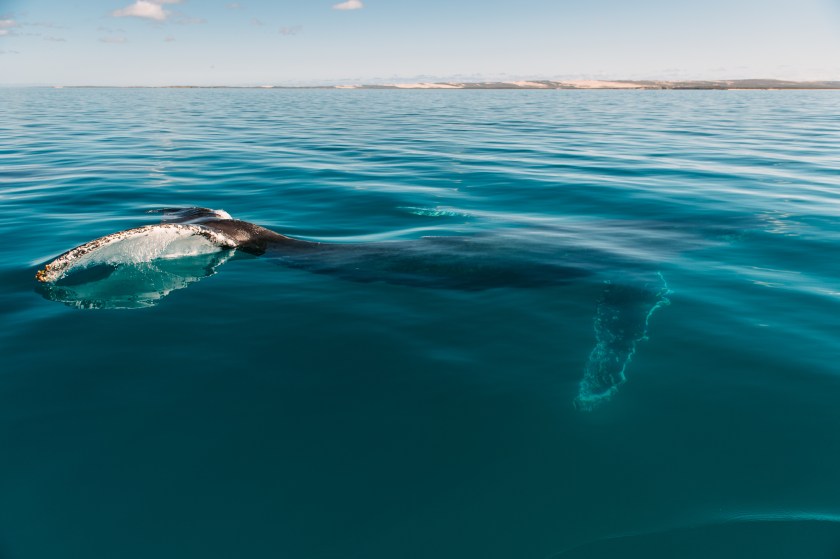 Humpback whale in the Shark Bay World Heritage Area near Dirk Hartog Island National Park (Courtesy Western Australia Tourism)