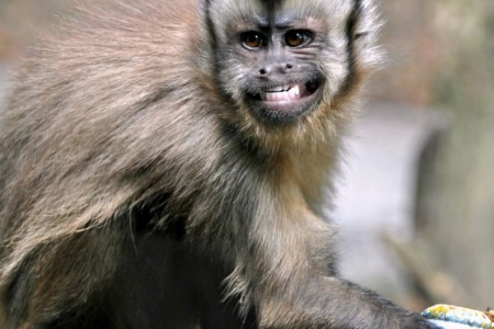 Brown Capuchin Monkey (Getty)