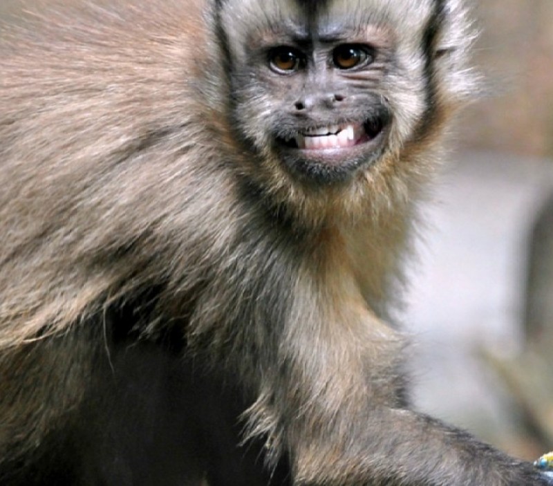 Brown Capuchin Monkey (Getty)