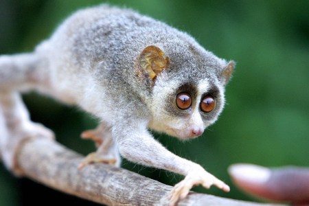 Slow Loris