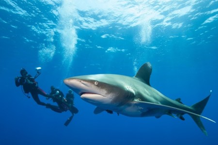 Diver and Oceanic whitecap. (Getty)