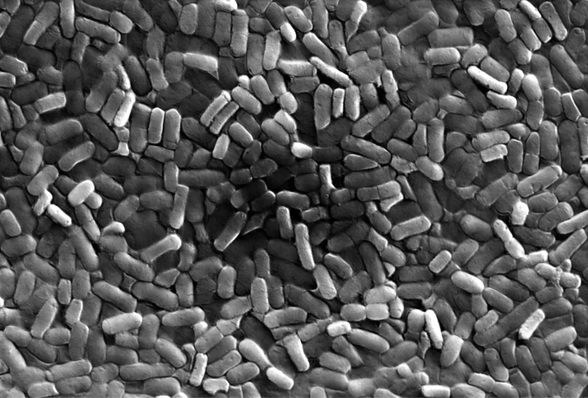 Microscopic view of the bio- hybrid film with Bacillus Subtilis Natto bacteria (MIT Dept. of Chemical Engineering)