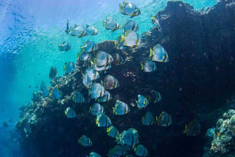 (Shin Okamoto/Getty)