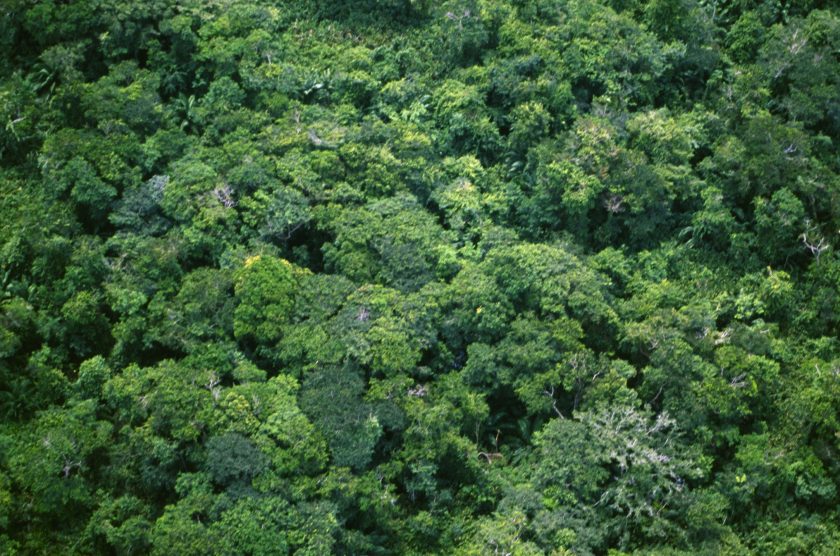 Aerial view of the rainforest canopy in the Darien Gap of Panama