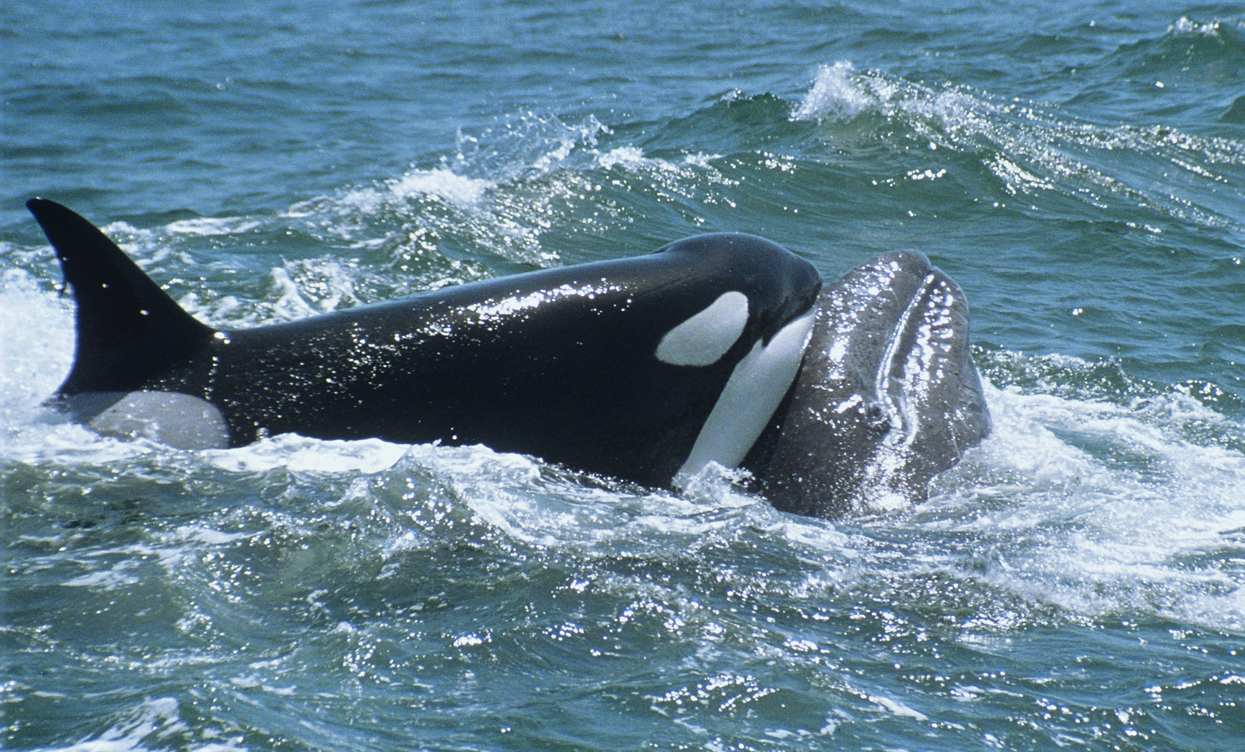 Orca whale attacking a Grey whale calf off the shores of California, USA. 