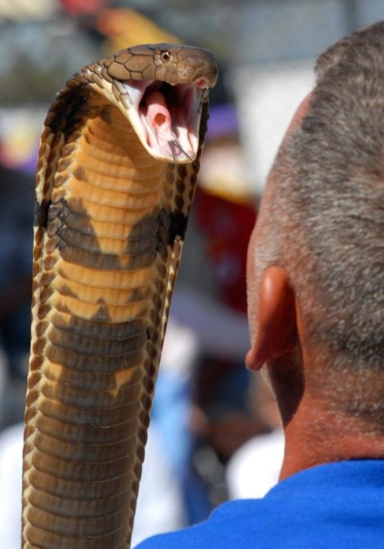 King Cobra ready to attack (Getty)