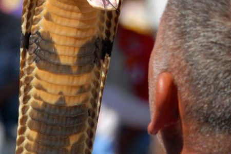 King Cobra ready to attack (Getty)