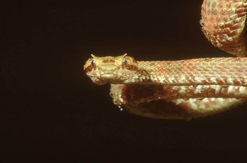 eyelash viper, bothrops schlegelii, face detail, mcclure, pennsylvania (Getty)