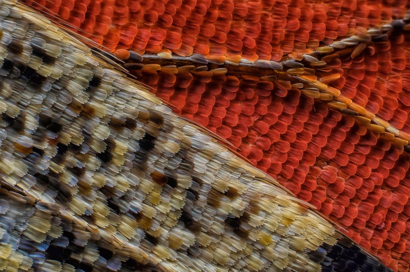 Scales of a butterfly wing underside (Francis Sneyers)