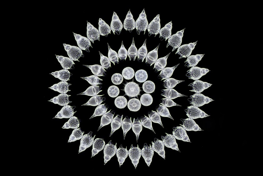 65 fossil Radiolarians, or zooplankton, carefully arranged by hand in Victorian style (Stefano Barone)
