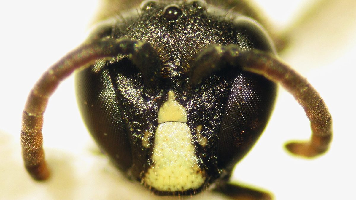Close-up of yellow-faced bee (Forest Starr and Kim Starr/Flickr)