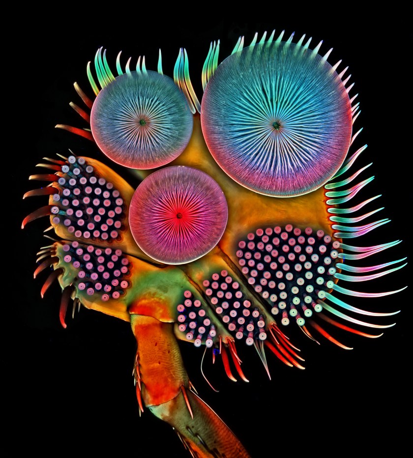Front foot, or tarsus, of a male diving beetle (Igor Siwanowicz)