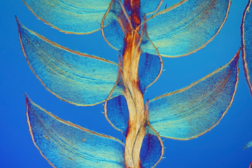 Leaves of Selaginella (Dr. David Maitland)