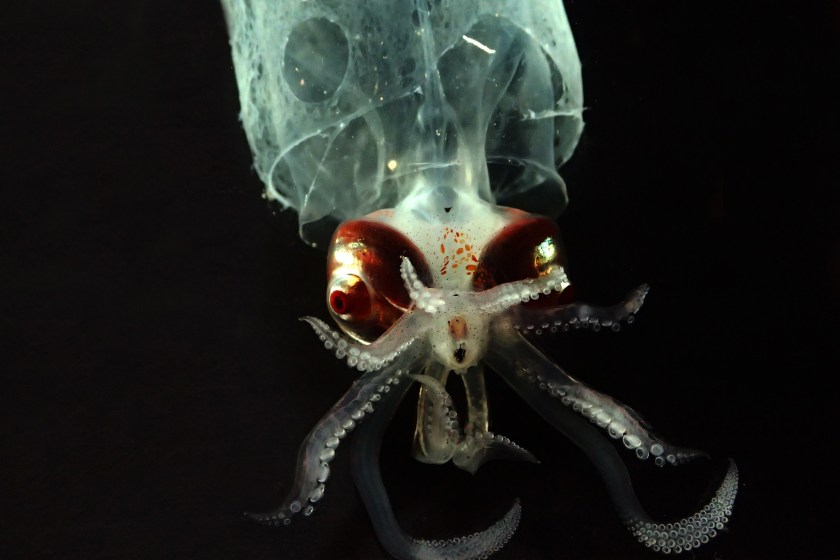In this Sept. 2016 photo provided by the National Oceanic and Atmospheric Administration, a glass squid that was found off the coast of Hawaii's Big Island is shown. Federal researchers just returned from an expedition to study the biodiversity and mechanisms of an unusually rich deep-sea ecosystem off the coast of Hawaii. (NOAA via AP)