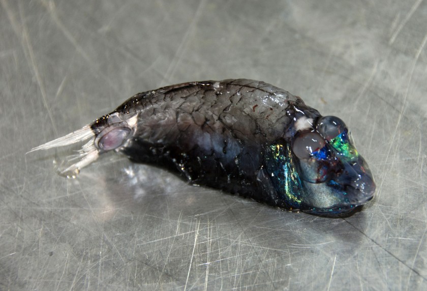 In this Sept. 2016 photo provided by the National Oceanic and Atmospheric Administration, a spookfish that was found off the coast of Hawaii's Big Island is shown. Federal researchers just returned from an expedition to study the biodiversity and mechanisms of an unusually rich deep-sea ecosystem off the coast of Hawaii. (Jessica Chen/NOAA via AP)