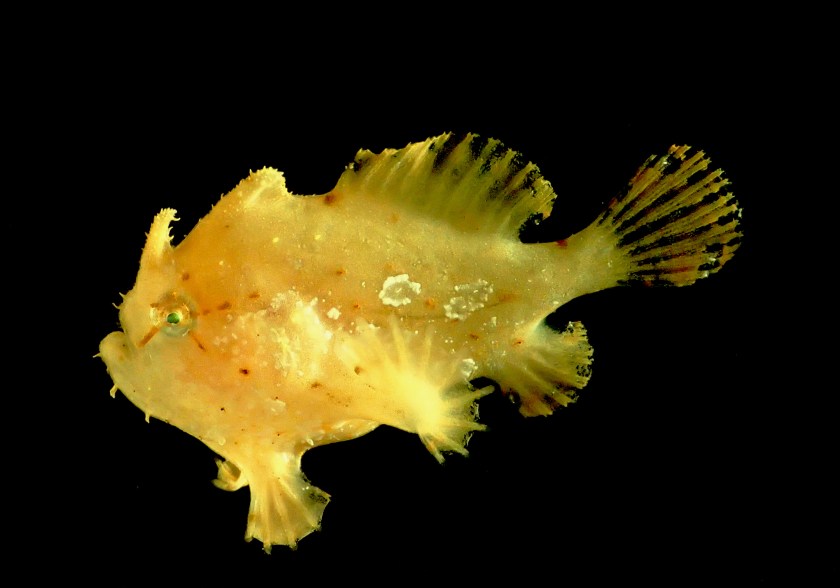In this Sept., 2016 photo provided by the National Oceanic and Atmospheric Administration, a Commerson's frogfish that was found off the coast of Hawaii's Big Island is shown. Federal researchers just returned from an expedition to study the biodiversity and mechanisms of an unusually rich deep-sea ecosystem off the coast of Hawaii. (NOAA via AP)