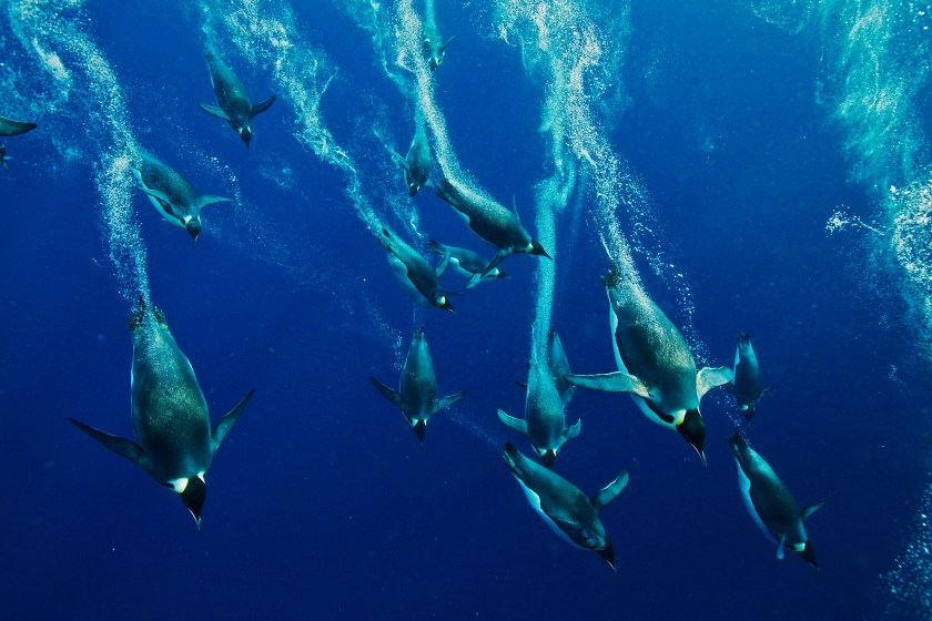 Emperor penguins diving off Cape Washington in the Ross Sea. (Getty Images)