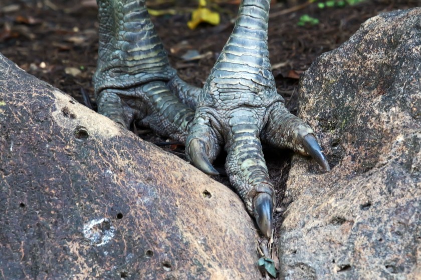 The feet of aSouthern Cassowary (Getty Images)