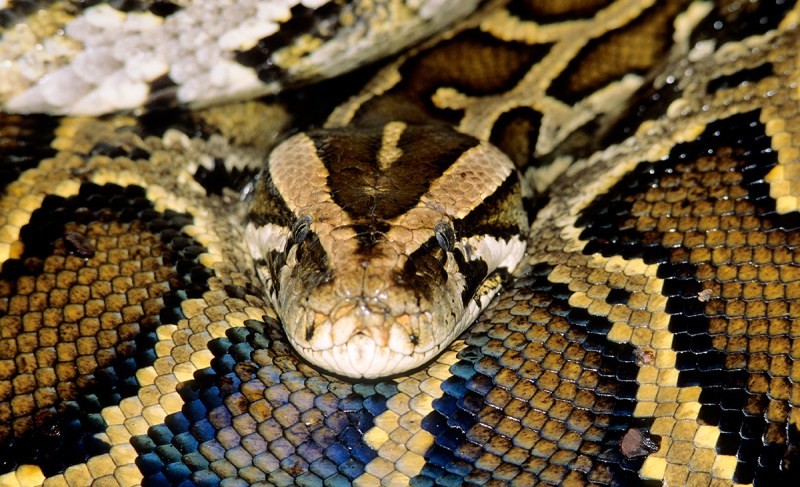 Adult female Burmese python (Python molurus), escaped captive, Everglades National Park, Florida.
