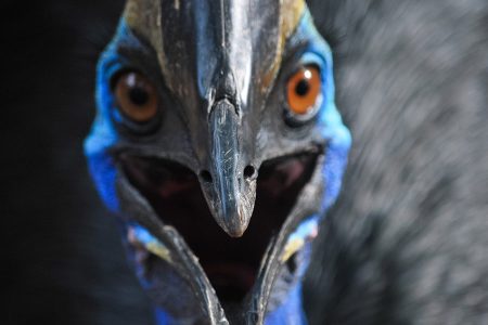 Cassowary