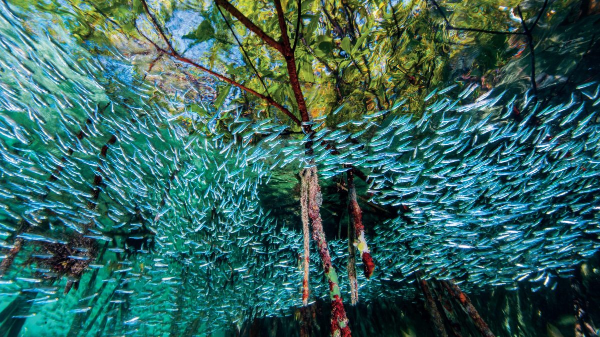 "Silversides swirl through mangroves like a river in the sea. The dense forest"
"of roots offers welcome shelter for the finger-size fish, which form large schools to try to confuse predators. Mangroves enhance reefs by providing a nursery area for vulnerable creatures and by trapping sediment that can smother coral. They also store carbon that might otherwise contribute to global warming." (David Doubilet and Jennifer Hayes / National Geographic)