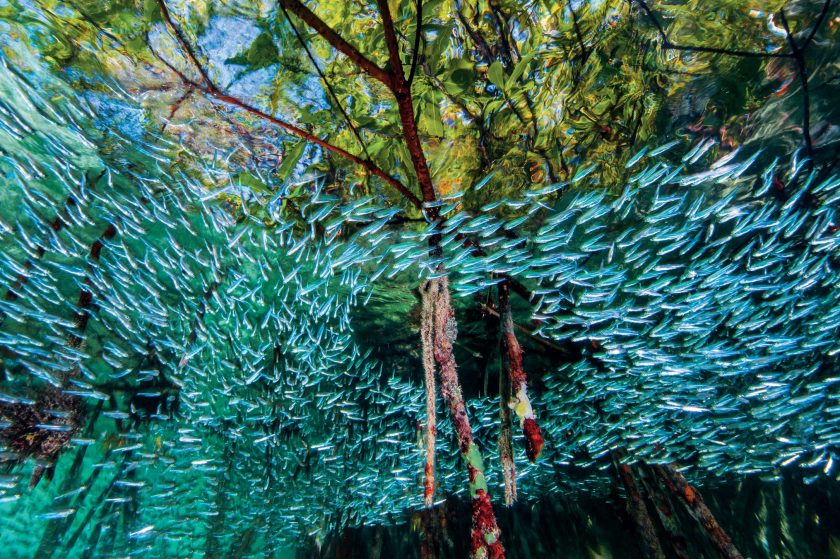 "Silversides swirl through mangroves like a river in the sea. The dense forest" "of roots offers welcome shelter for the finger-size fish, which form large schools to try to confuse predators. Mangroves enhance reefs by providing a nursery area for vulnerable creatures and by trapping sediment that can smother coral. They also store carbon that might otherwise contribute to global warming." (David Doubilet and Jennifer Hayes / National Geographic)