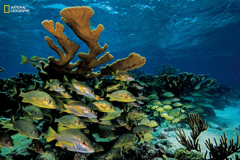 Schools of bluestriped grunts (Haemulon sciurus) and schoolmaster snappers (Lutjanus apodus) fill the space between broad branches of elkhorn coral (Acropora palmata). Fast growing but fragile, elkhorn coral is a critically endangered species. It has virtually disappeared throughout most of the Caribbean—but populations of it remain in the Gardens of the Queen. (David Doubilet and Jennifer Hayes / National Geographic)