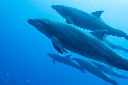 Bottlenose Dolphins (Getty Images)