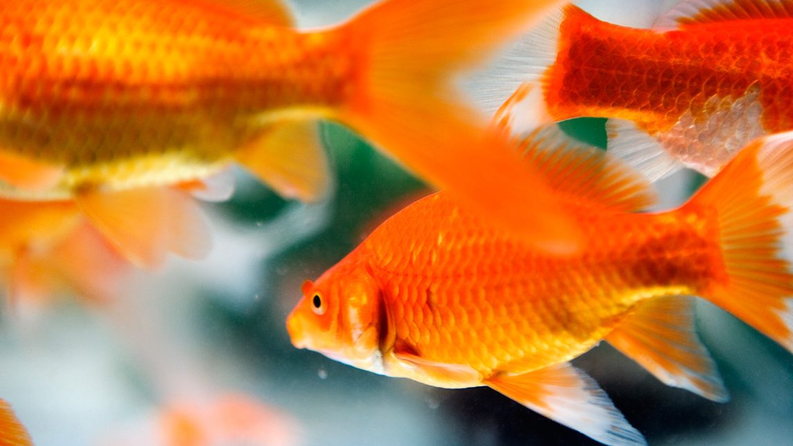 Close-up, side view of goldfish swimming in an aquarium. (Getty Images)