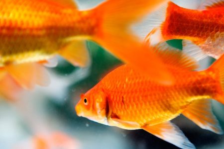 Close-up, side view of goldfish swimming in an aquarium. (Getty Images)