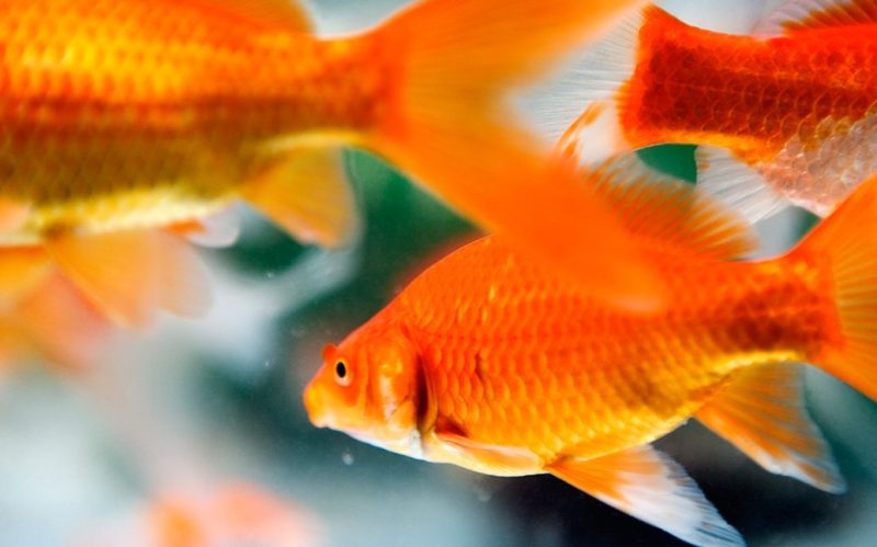 Close-up, side view of goldfish swimming in an aquarium. (Getty Images)