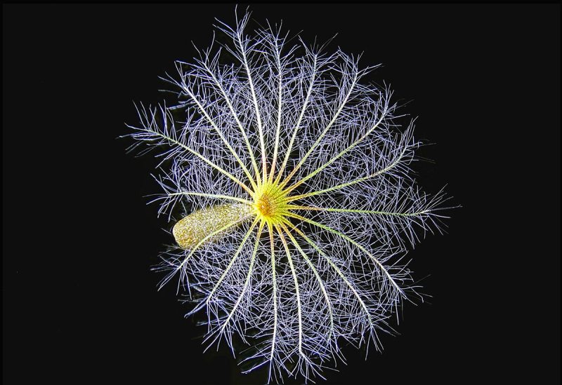 USA: Feature Rates Apply Mandatory Credit: Photo by SpikeWalker/RPS/Bournemouth/REX/Shutterstock (6047461u) Seed head of Centanthus ruber (Red Valerian). Microscope images of creatures, vitamins, crystals, UK - Sep 2016 *Full story: http://www.rexfeatures.com/nanolink/srsr These incredible microscopic images of creatures, vitamins, crystals and even a fetus are to be recognised with an award from the Royal Photographic Society. Spike Walker has been fascinated by photomicrography since he got his first microscope just after the conclusion of the Second World War, when he was about 12-years-old. Now his life's passion is to be recognised with a Scientific Imaging Award from one of the world's oldest and prestigious photographic societies. The accolade is given to an individual for a body of photography which promotes public knowledge and understanding. The RPS said Spike's decades of work and immeasurable contribution to the field make him the perfect recipient.