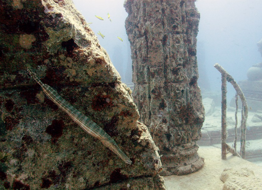 A trumpet fish, left, lurks in the shadows of the Neptune Memorial Reef 45 feet under the surface Tuesday, April 29, 2008, 3.25 miles off the coast of Key Biscayne, Fla. Creators of the underwater attraction hope it will become a memorial for the dead and a diving site. Instead of a burial funeral, people can pay to have their remains placed in one the reef's structures after their death. (AP Photo/Wilfredo Lee)