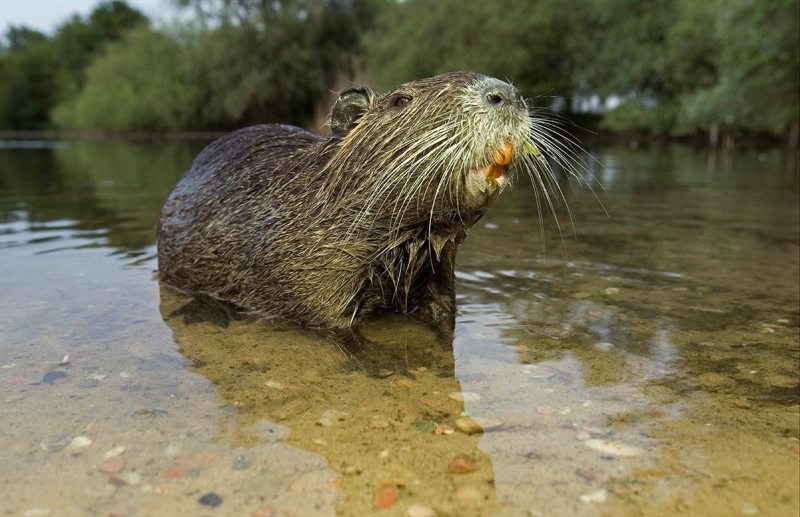 Nutria (Getty Images)