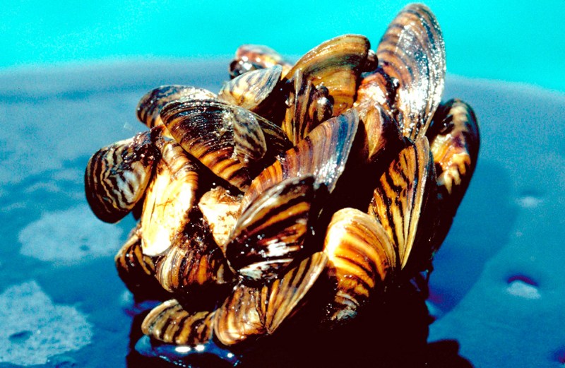 ** ADVANCE FOR THE WEEKEND, APRIL 21-22 ** In a photo provided by the U.S. Department of Agriculture, a group of zebra mussels, taken from Lake Erie, are seen in an undated photo. Shipping companies, scientists and environmentalists have long debated how to stop the onslaught of exotic species such as zebra mussels in the Great Lakes. Now, lawyers are getting involved. Many of the 183 invasive species known to inhabit the lakes arrived in ballast water dumped by oceangoing ships. A Michigan law that took effect this year requires freighters to sterilize ballast before discharging it into the state's waters. (U.S. Department of Agriculture/AP)
