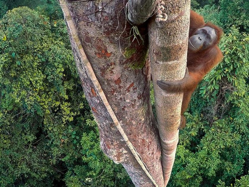 (Tim Laman/ Wildlife Photographer of the Year)