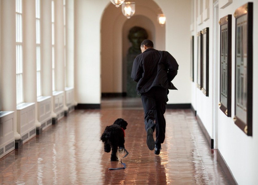 “The Obama family was introduced to a prospective family dog at a secret greet on a Sunday. After spending about an hour with him, the family decided he was the one. Here, the dog ran alongside the President in an East Wing hallway. The dog returned to his trainer while the Obama’s embarked on their first international trip. I had to keep these photos secret until a few weeks later, when the dog was brought ‘home’ to the White House and introduced to the world as Bo.” (Official White House photo by Pete Souza) 