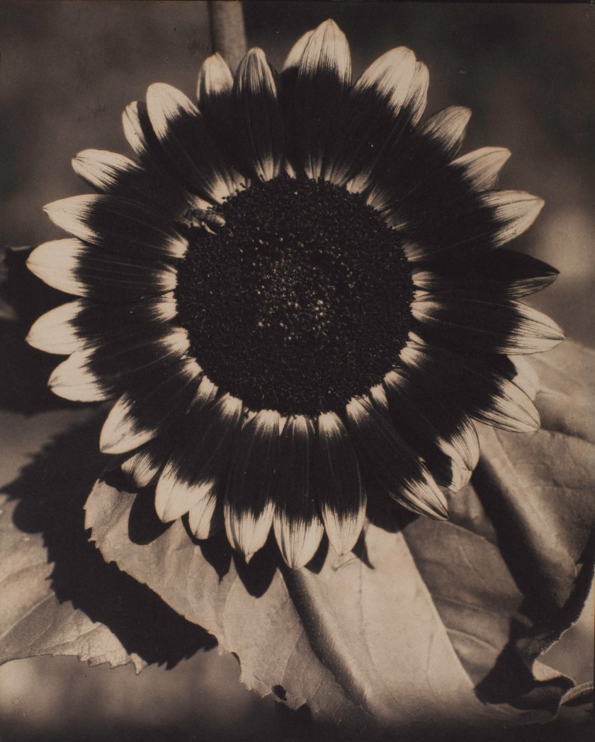 "A Bee on a Sunflower" by Edward Steichen, 1920 (The Sir Elton John Photography Collection)