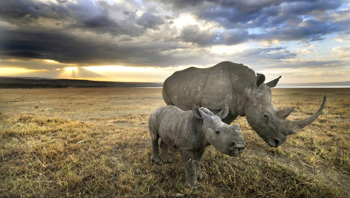 A white rhino and her baby head towards home after a long day of grazing in Nakuru. (Getty Images)