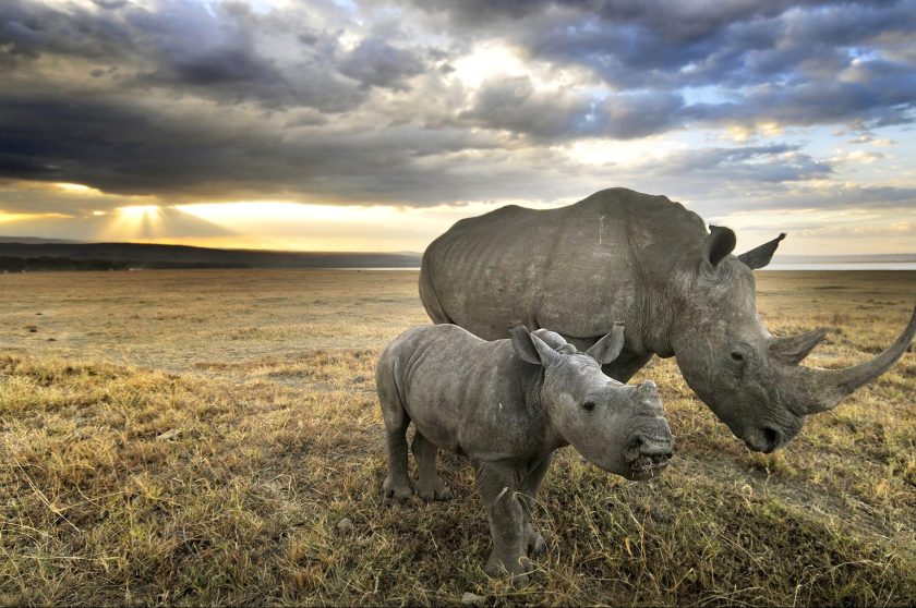 A white rhino and her baby head towards home after a long day of grazing in Nakuru. (Getty Images)