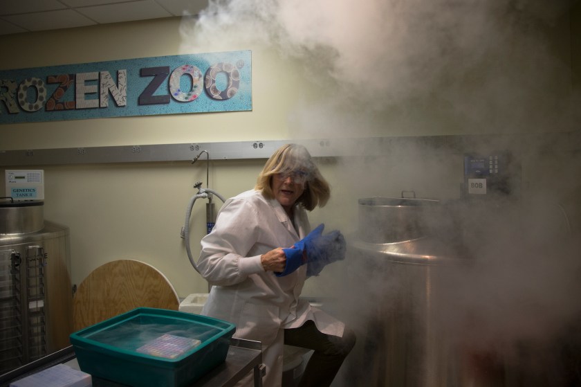 Dr. Barbara Durant, director of reproductive physiology, removes frozen embryos and eggs from a tank filled with liquid nitrogen which preserves the gene pool of some endangered species at the Frozen Zoo at the San Diego Zoo Conservation Research Institute on January 6, 2015 in San Diego, California. (Gina Ferazzi/Los Angeles Times via Getty Images)