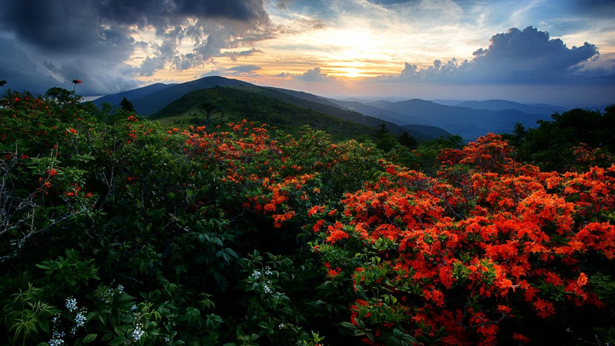 Flame Azaleas along the Appalachian trail at sunset at Roan Highlands on the Tennessee-North Carolina border. (Getty Images)