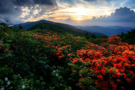Flame Azaleas along the Appalachian trail at sunset at Roan Highlands on the Tennessee-North Carolina border. (Getty Images)