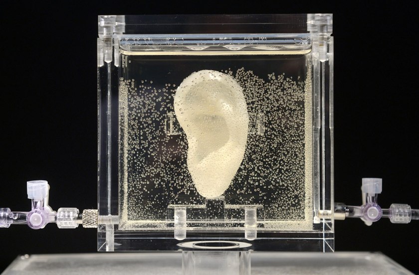 A woman looks on the living replica of Dutch painter Vincent van Gogh's famously severed ear which is displayed at Culture and media museum ZKM, in Karlsruhe, southwestern Germany, on June 4, 2014. The ear is part of the exhibition 'Sugababe' by Diemut Strebe, an artist specialised in artworks using biological material, who collaborated with scientists to reconstruct the Dutch master's ear using DNA from a relative and 3D printers. The show will be on display in Karlsruhe until July 6, 2014 before moving to New York in early 2015. AFP PHOTO / THOMAS KIENZLE +++ RESTRICTED TO EDITORIAL USE, MANDATORY MENTION OF THE ARTIST UPON PUBLICATION, TO ILLUSTRATE THE EVENT AS SPECIFIED IN THE CAPTION (Thomas Kienzle/AFP/Getty Images)