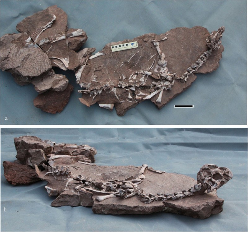 The whole skeleton of the holotype Tongtianlong limosus (Junchang Lu/Scientific Reports)