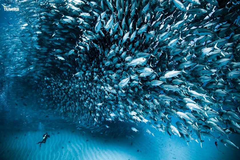 A huge school of Jacks and a diver near the sandy bottom 60 feet below the surface of Mexico's Baja California National Marine Parks in the Sea of Cortez. (Courtesy National Geographic Traveler)