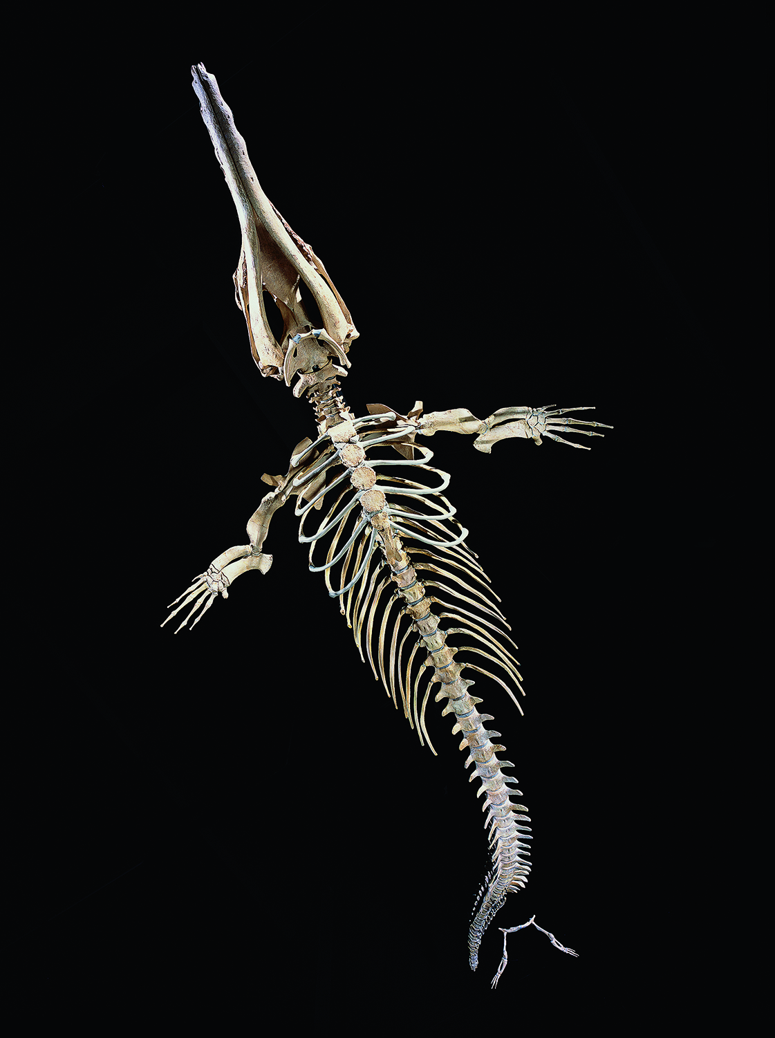 The skeleton of a prehistoric whale (Robert Clark/Published by Phaidon)