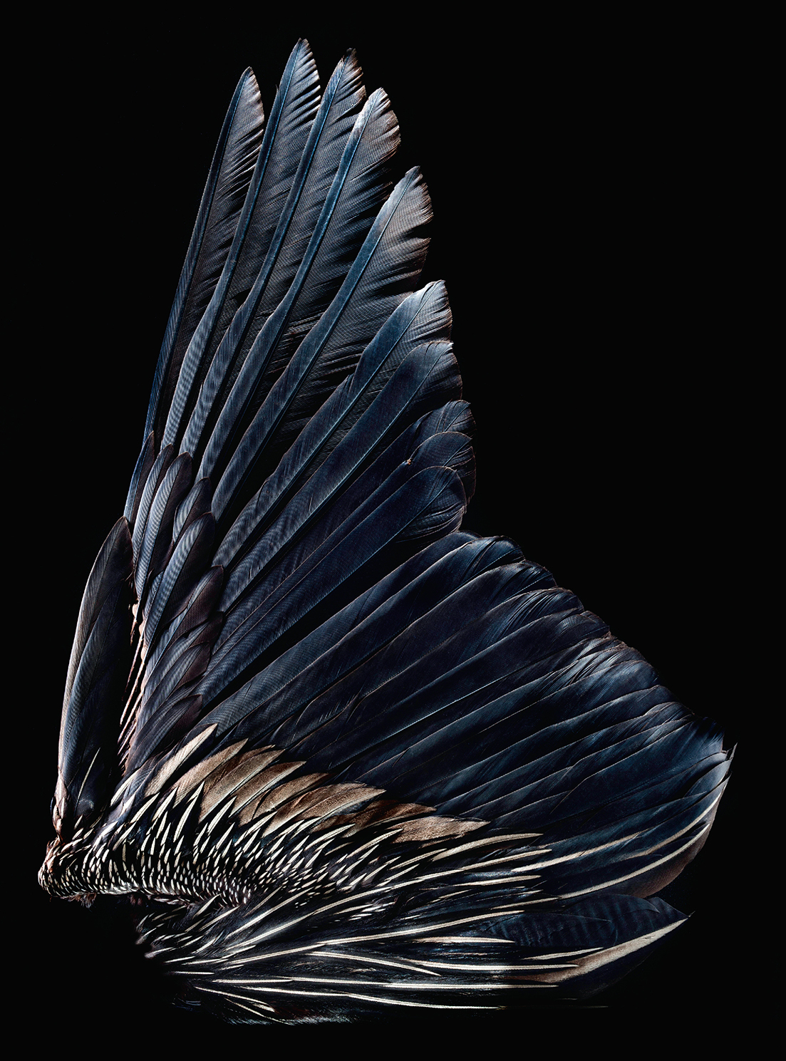 An anhinga wing (Robert Clark/Published by Phaidon)