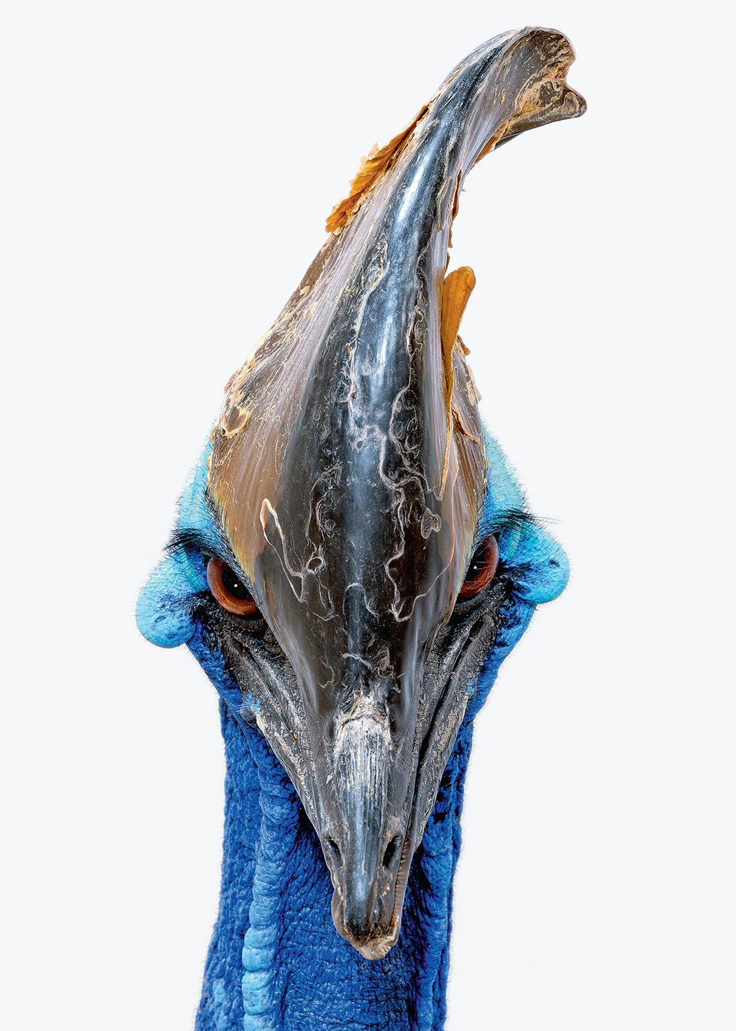 Southern cassowary (Robert Clark/Published by Phaidon)